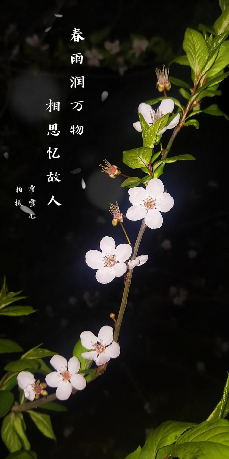 春之夜色4.jpg