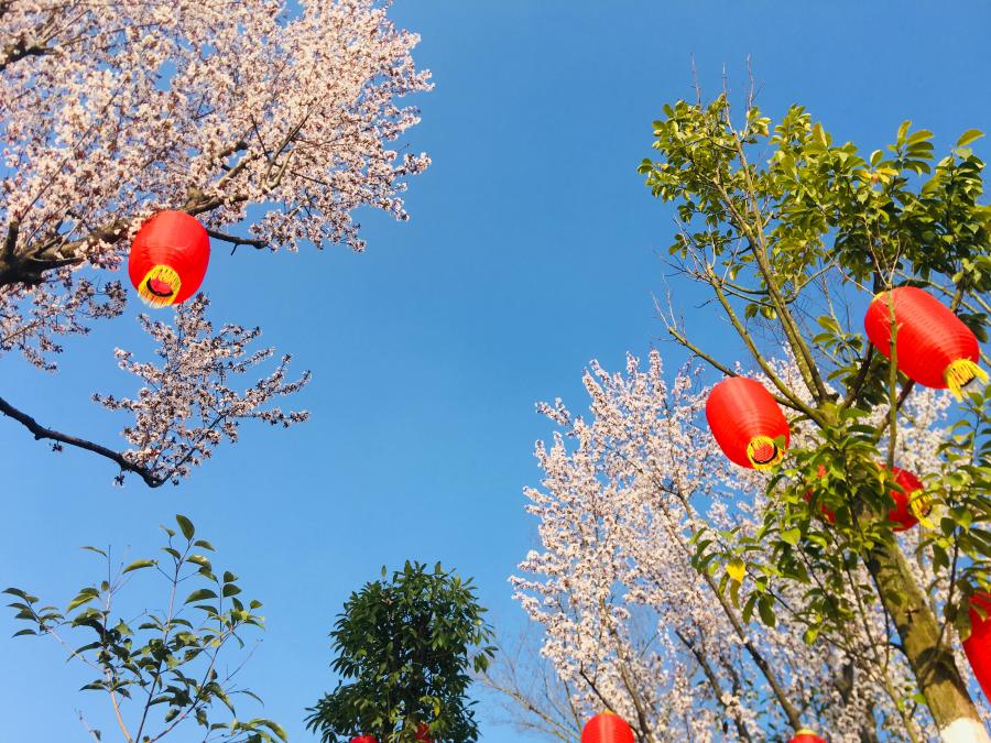 春与樱花 (2).jpg